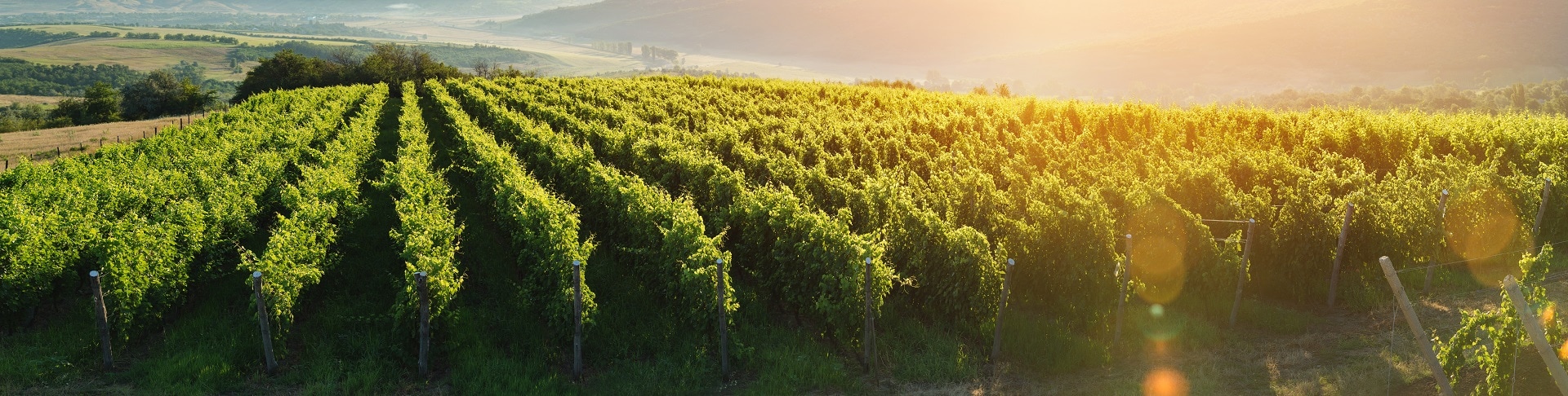 Vineyard