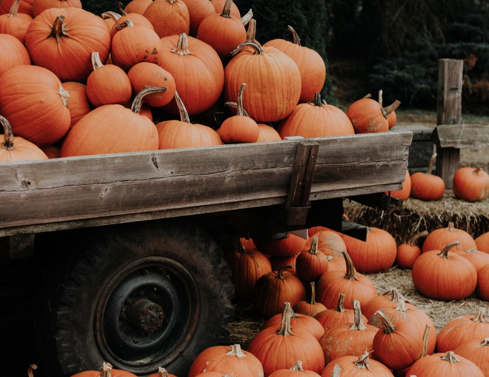 Rustic farm wagon filled with bright orange pumpkins during fall harvest.PNG