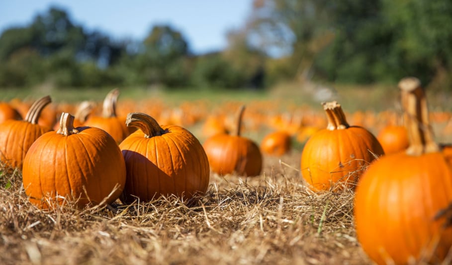 Pumpkins%20in%20a%20patch.png