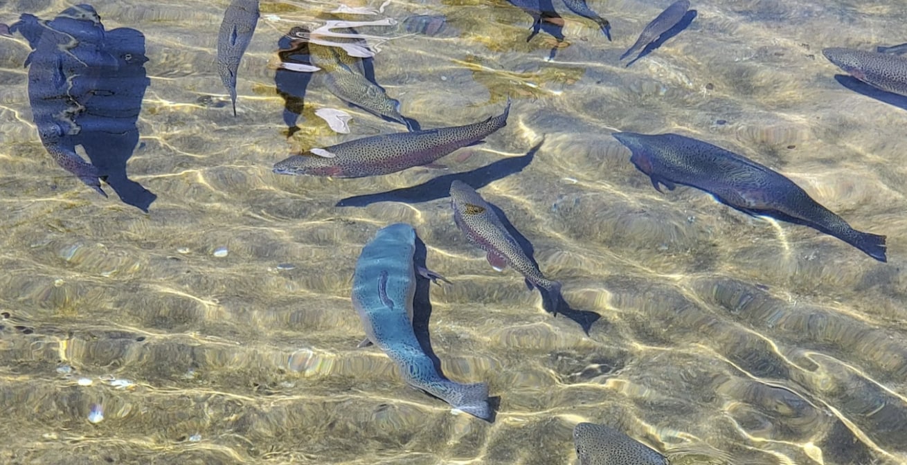 Trouts%20and%20a%20blue%20fish%20swimming%20in%20the%20lake.png