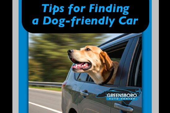 Tips%20for%20Finding%20a%20Dog-friendly%20Car.jpg