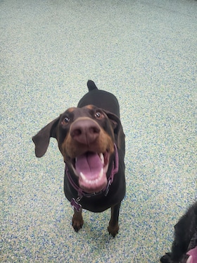 Staff member Goose from ID_a7a4073189e4