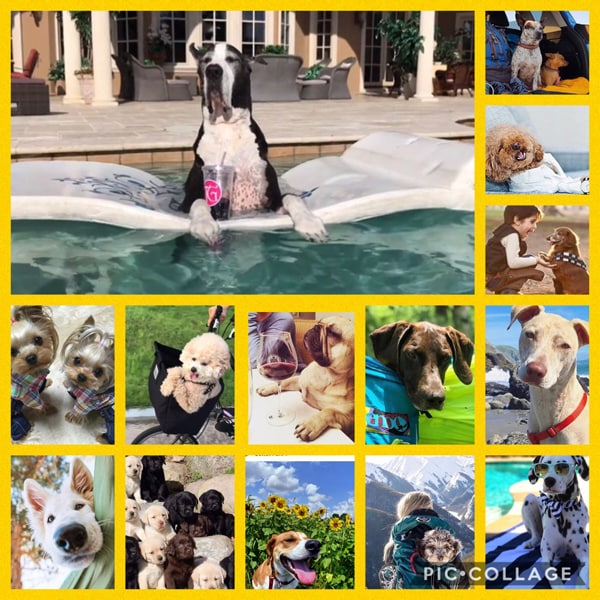 Dog Days of Summer