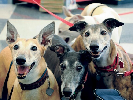 Greyhound Pets Of America Houston Adoption Event Gillman Subaru Southwest