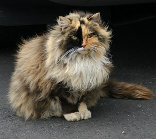 Staff member Momma Cat from ID_fefc1d35af97