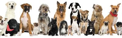 dog adoption day.jpg