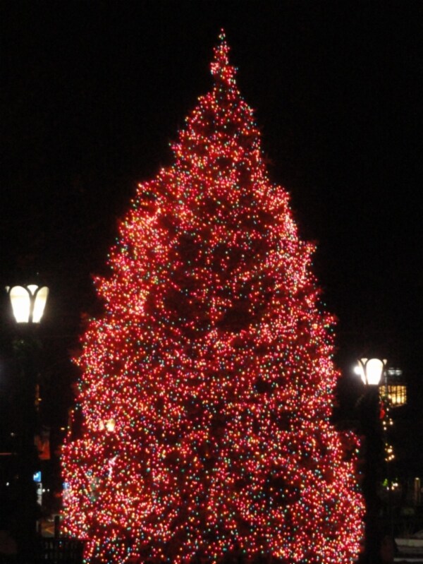 pittsfieldxmastree.jpg
