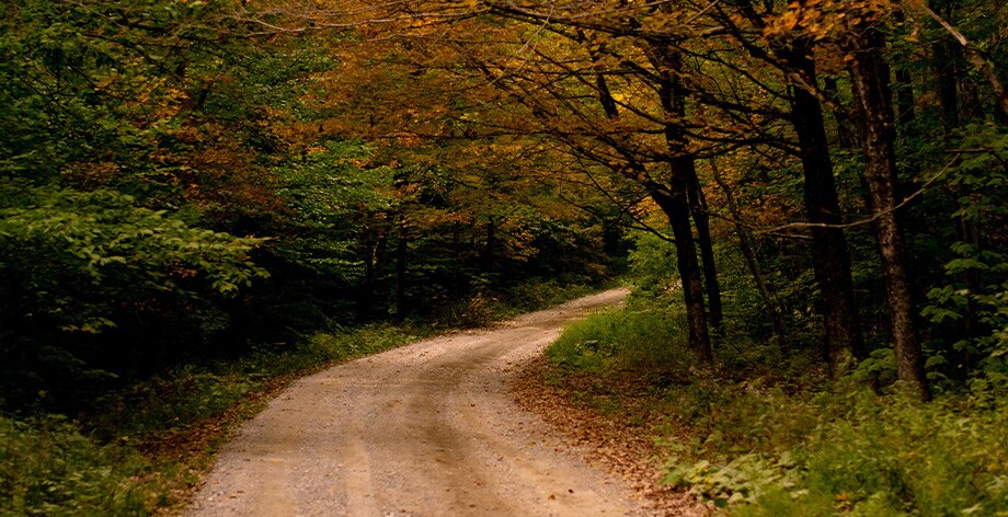 Haddad Toyota Dealership near North Adams, MA | Dirt Road Through Trees in Massachusetts