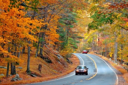 autumn-foliage-forest-with-road.jpg