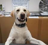 Staff member Rebel from ID_b245b7