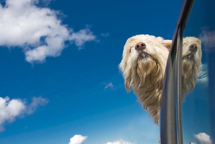Dog_Head_Outside_Car_Driving_2.jpg