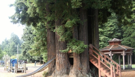  Sequoia Park