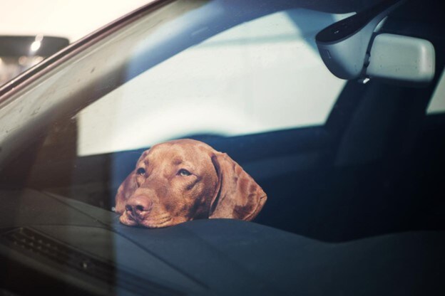 Dog.jpg