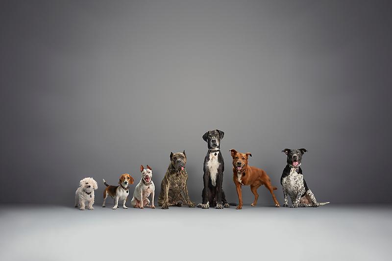 Subaru%20Loves%20Pets%20Hero%20Med.jpg