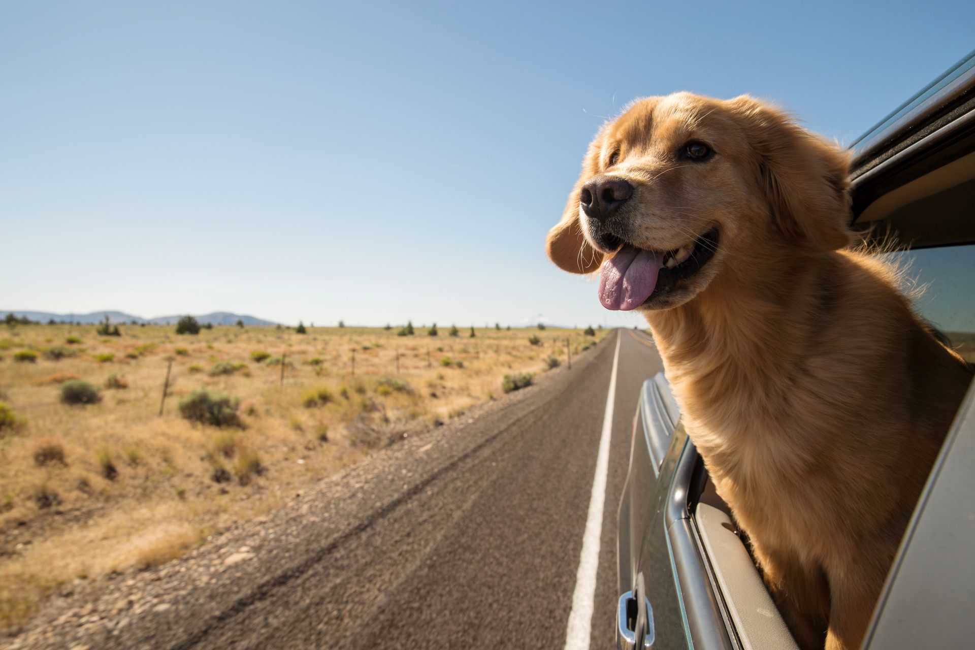 Golden retriever with head out of car window