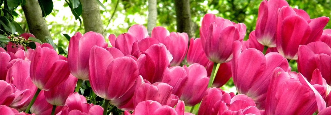 1075 × 375