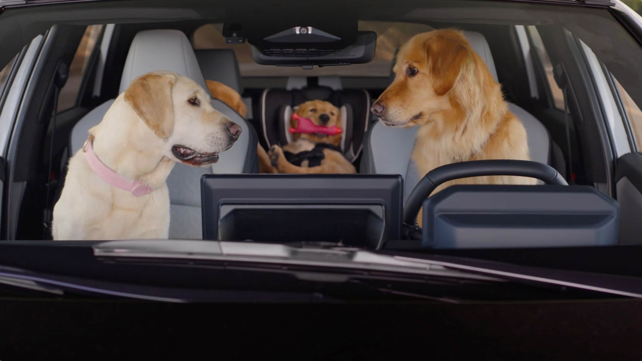 Dogs%20in%20Subaru%20SUV.jpg