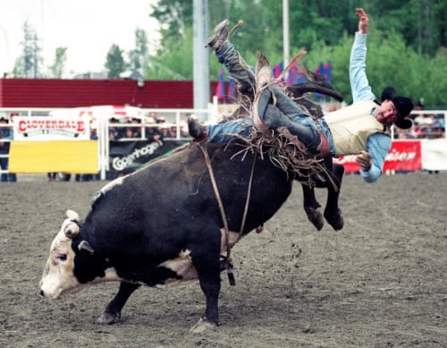 bull riding