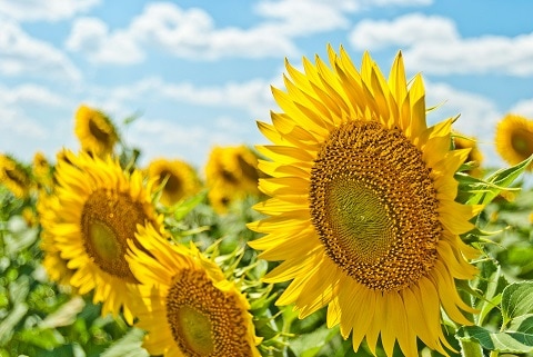 yellow sunflowers in a field in plano, tx