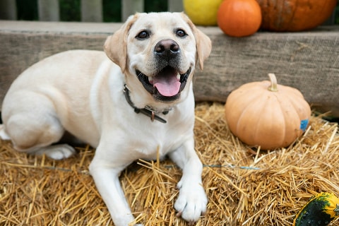 dog sitting on a bale of hay at a pumpkin patch in Plano, TX