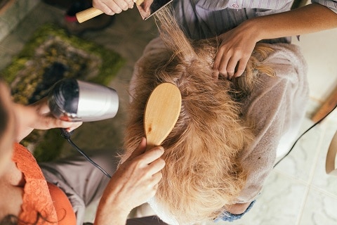 dog getting brushed at a dog groomer in plano, tx