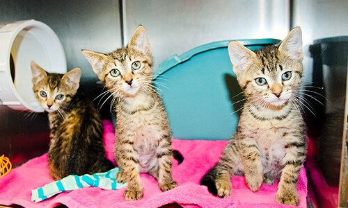 Our Partnership With Athens Area Humane Society Hughes Subaru