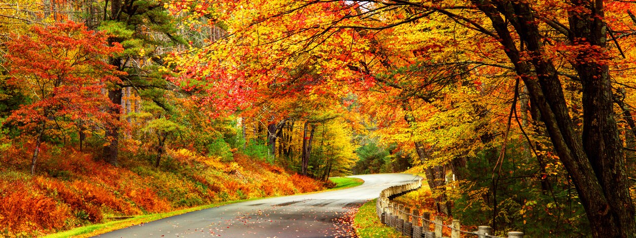 fallFoliageDrivesBanner.jpg