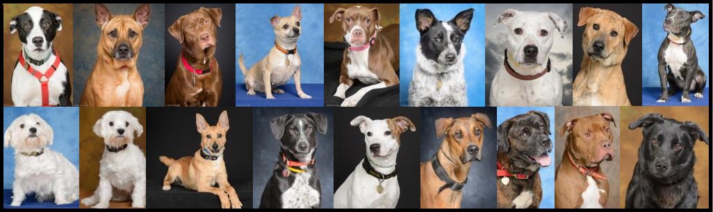pawsdogs.png