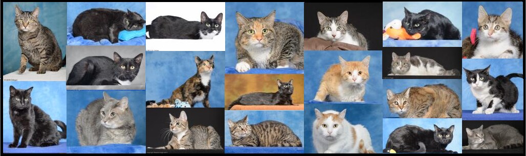 pawscats.png