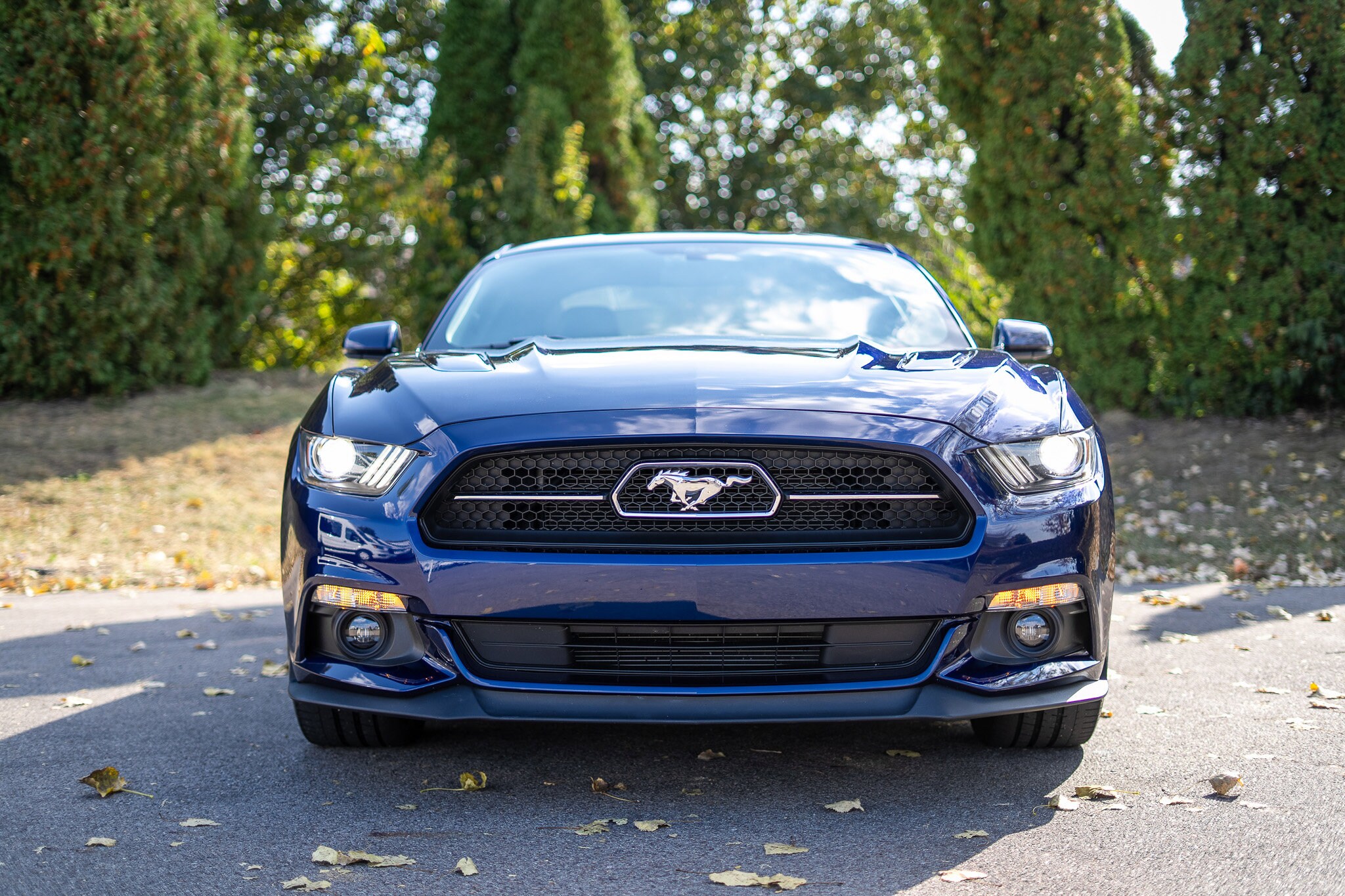 2015 Ford Mustang GT 50th Anniversary Edition photo 2