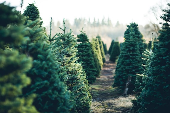 The Very First Community Christmas Trees