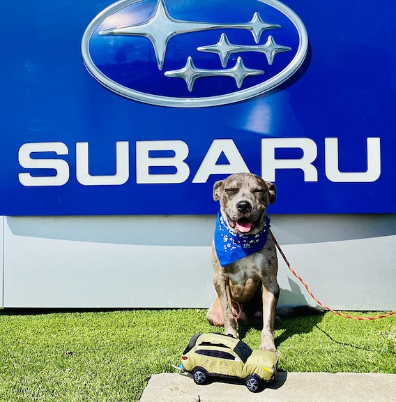 The Irvine Subaru Dog A Day Event Irvine Subaru