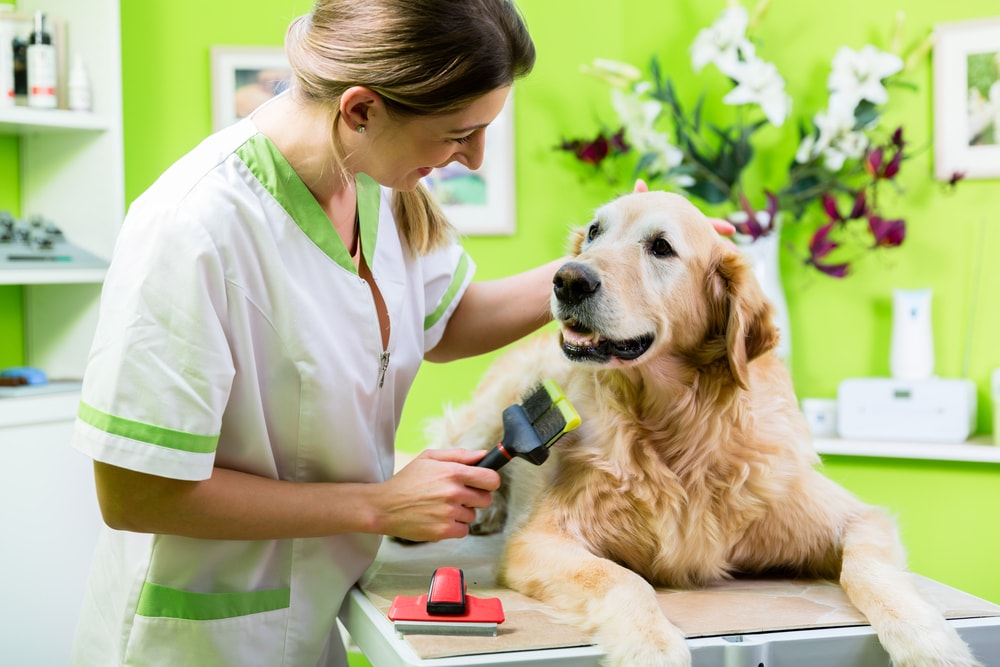 home visit groomers