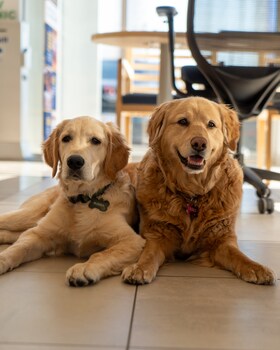 Staff member Bubba & Lola from ID_697bb3f7d801