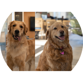 Staff member Bubba & Lola from ID_697bb3f7d801