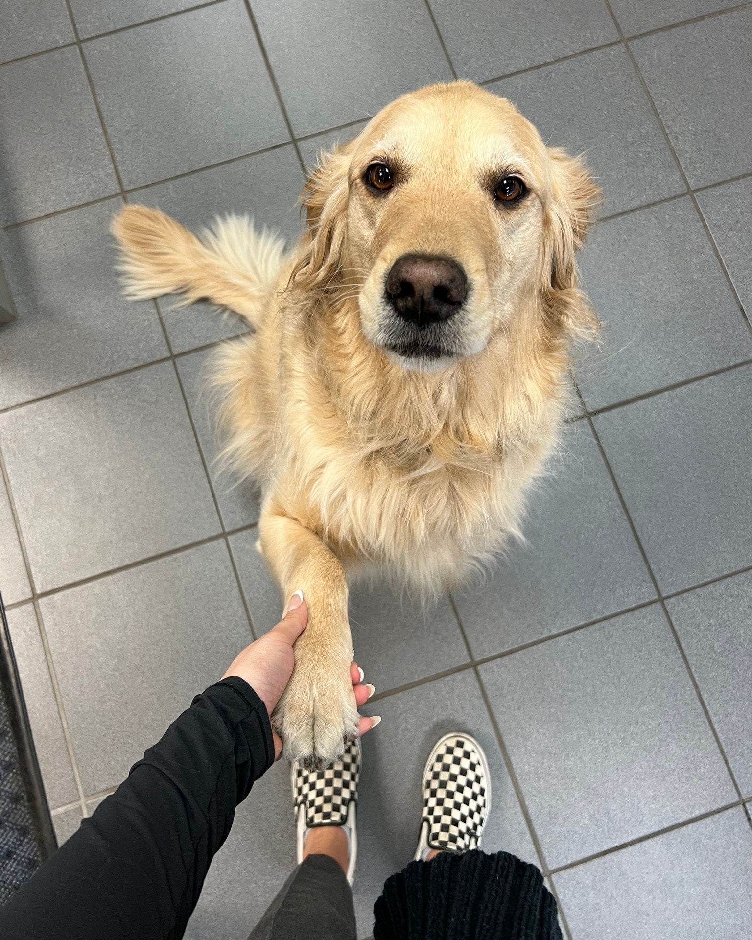 Chloe the golden retriever at Jay Malone Ford service drive in Hutchinson MN
