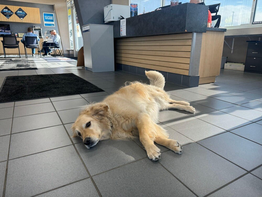 Chloe, the dealership dog, resting on the showroom floor at Jay Malone Motors in Hutchinson, Minnesota