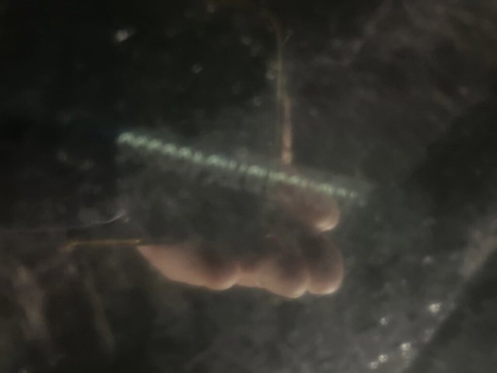 Used 2024 Kia Carnival