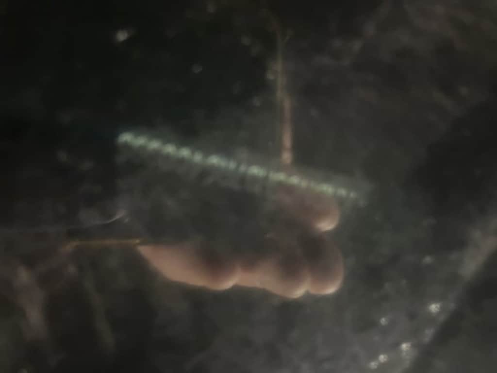 Used 2024 Kia Carnival EX MPV