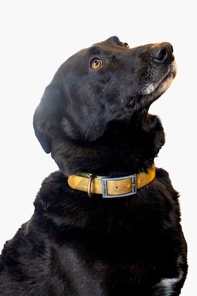 Staff member Buddy from ID_cf0f148747f9