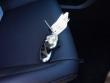 2026 Hyundai Santa Fe SEL FWD SUV