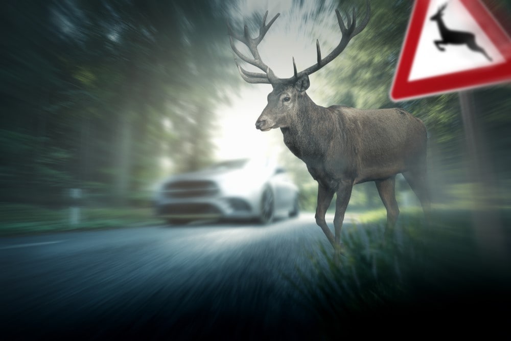Driving During Deer Season