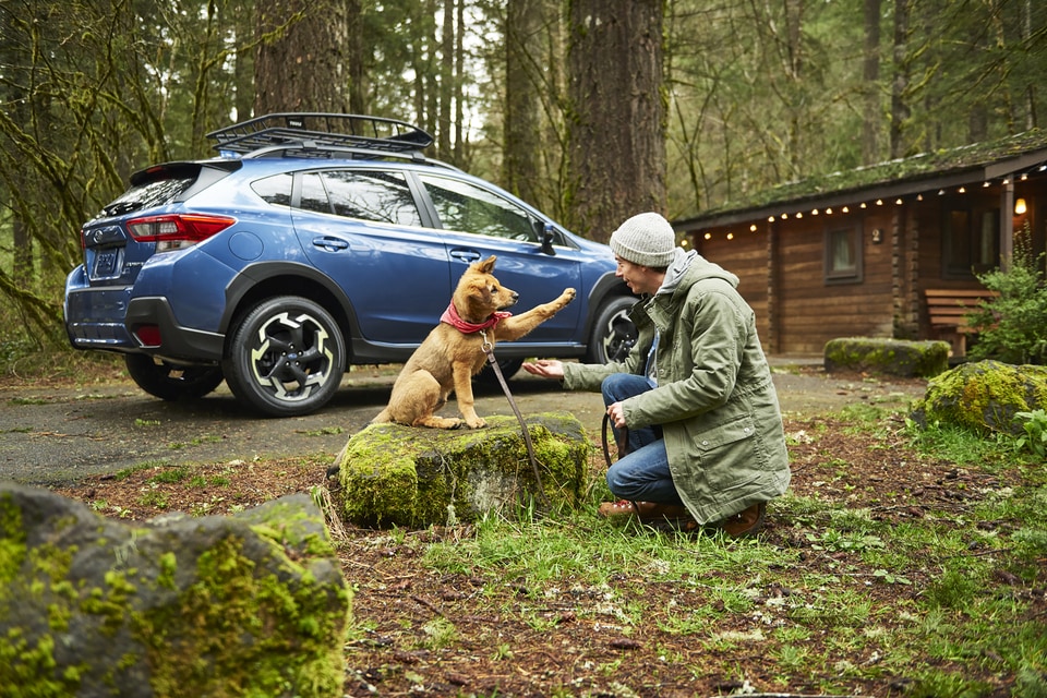 Subaru Pet Accessories are now available at JK Subaru in Nederland, TX