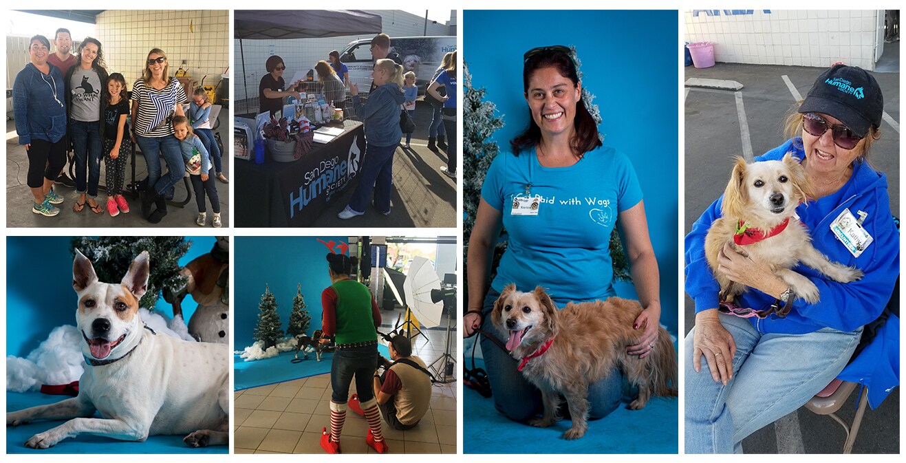 Dog Adoption Events San Diego - The W Guide