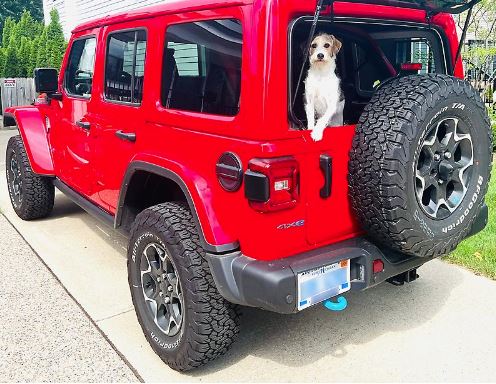 Dog in Red Jeep Wrangler