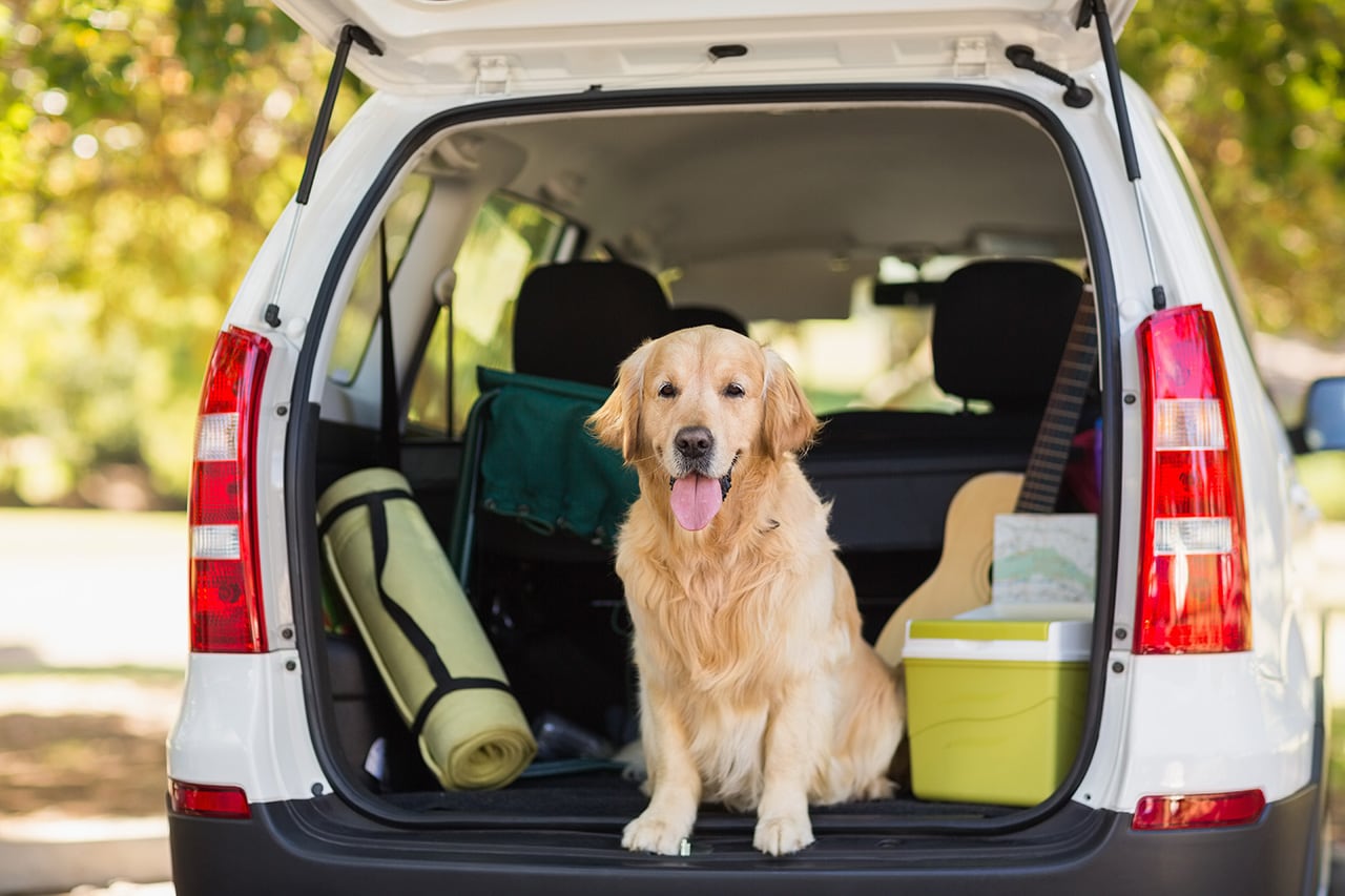 Dog Waiting to Go On a Ride.jpg