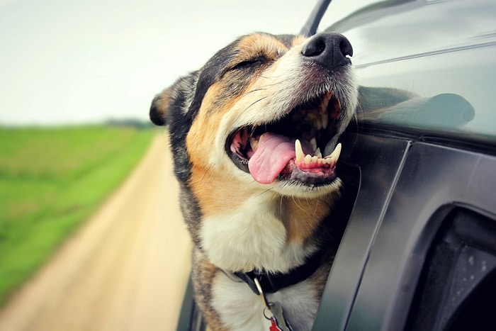 Happy dog on car ride.jpg