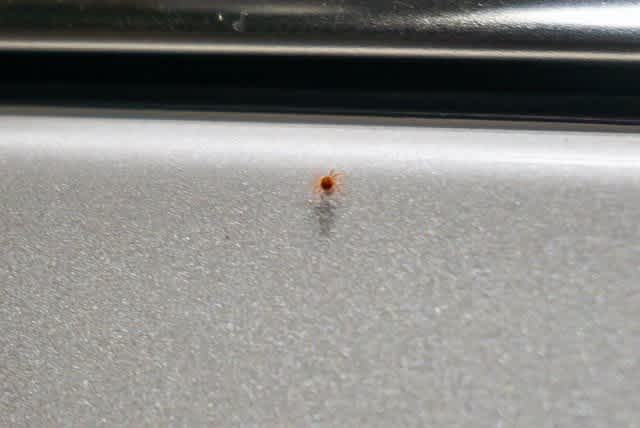 Thumbnail: 2021 Cadillac Escalade - 29