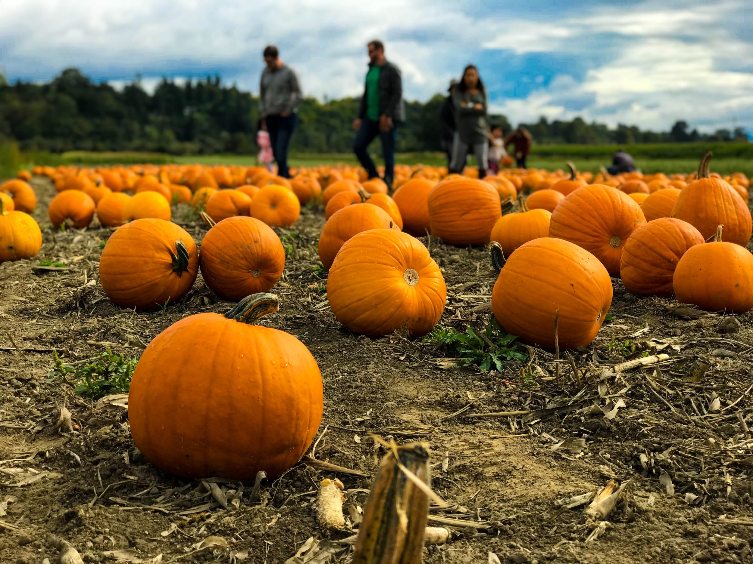 Fun Fall Activities in Cincinnati, OH - Pumpkin Patch