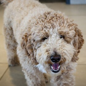 Staff member Benji from ID_b6224d355c26